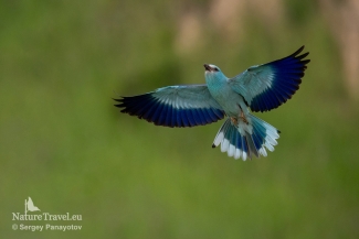 European roller photography / ©Sergey Panayotov, European Roller hide